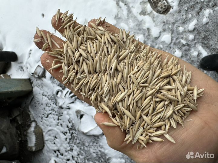 Овёс семенной