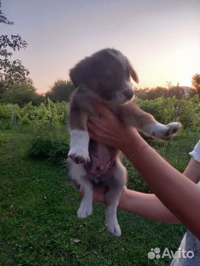 Щенки бесплатно