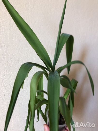 Пальмы. Фикусы. Молочаи