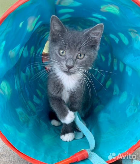 Серо белые котята в добрые руки