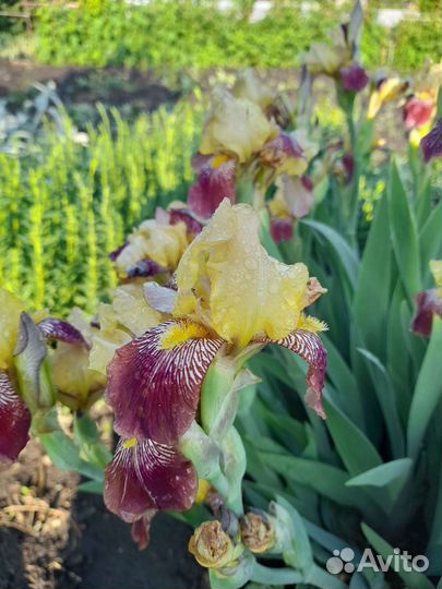 Ирисы бородатые сортовые
