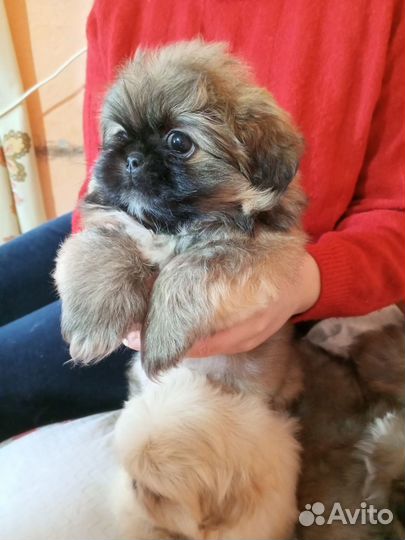 Щенки пекинеса