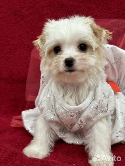 Щенки бивера