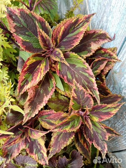 Колеусы.часть 4