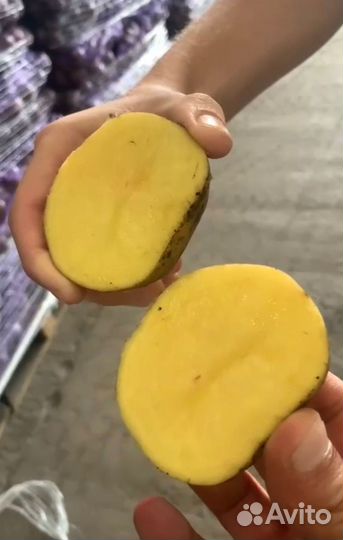 Картофель оптом