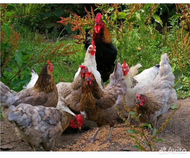 Куры несушки домашние