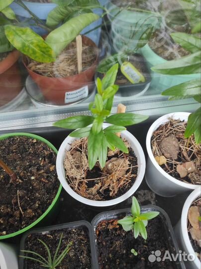 Гранат комнатный