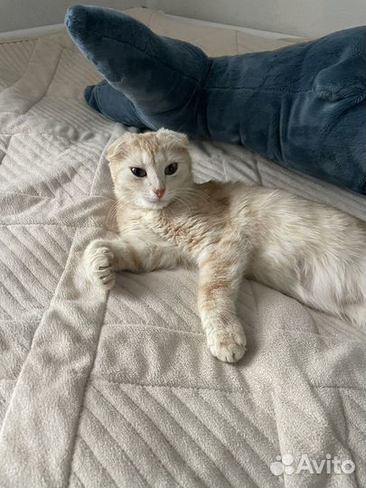 Шотландская