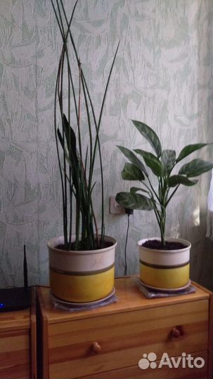 Растения комнатные