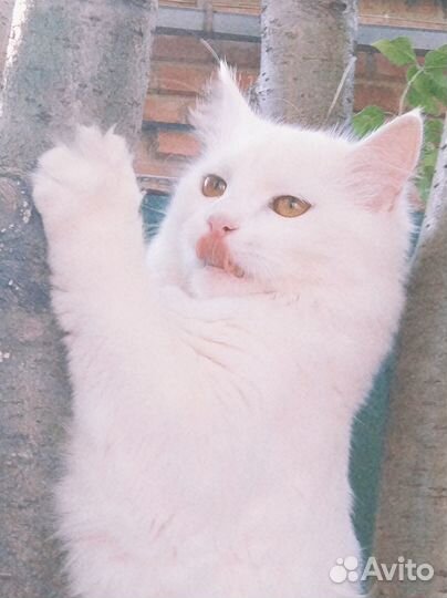 Котята отдам бесплатно