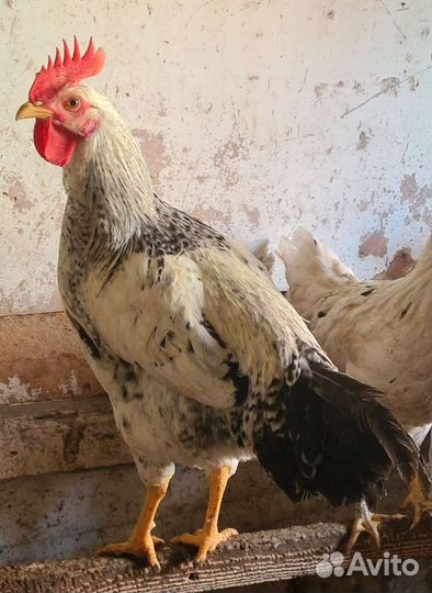 Петухи 2 шт