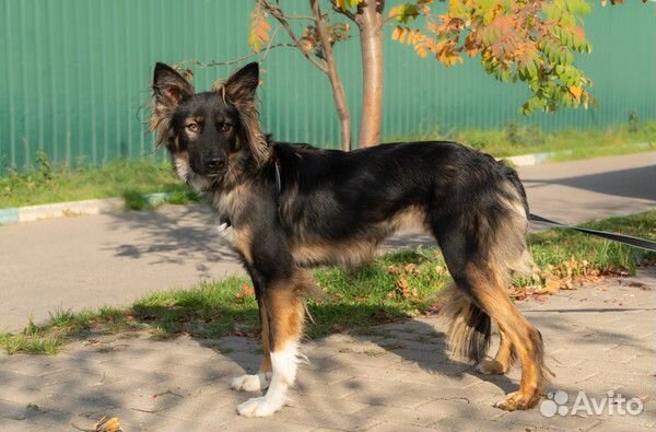 Красотка Эвита в добрые руки