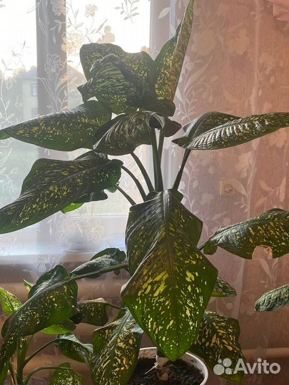 Диффенбахия