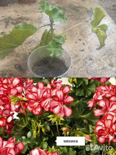 Пеларгония герань сортовая