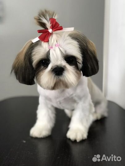 Профессиональная стрижка собак