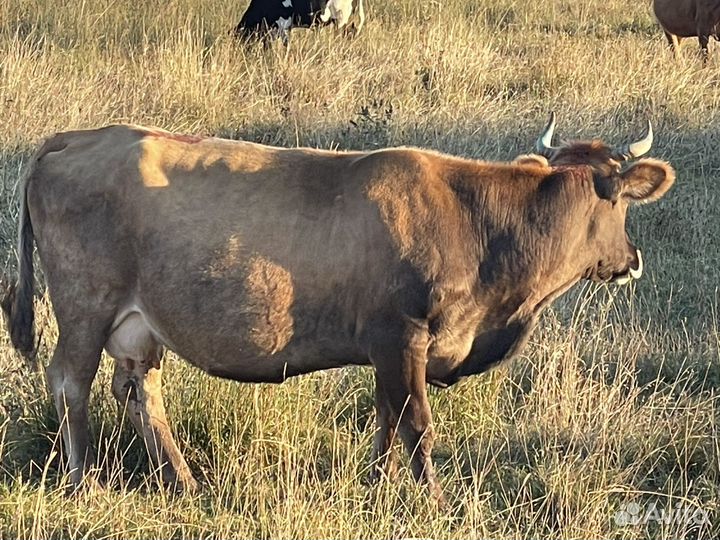 Стельные домашние коровы