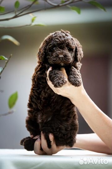 Испанская водяная собака (июль 2023)