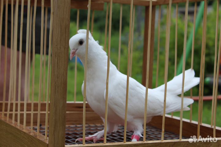 Белые голуби на свадьбу, венчание, выпускные