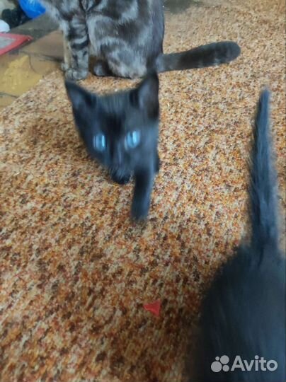 Британская вислоухая кошка