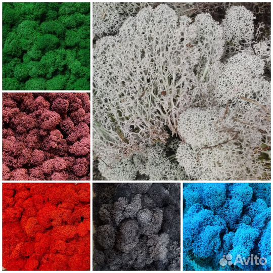 Мох стабилизированный