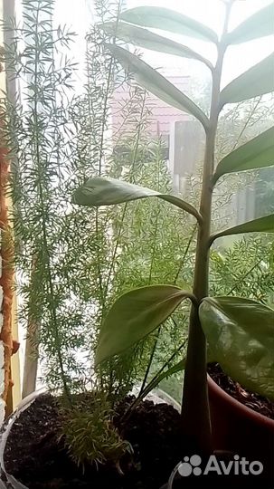 Аспарагус мейера