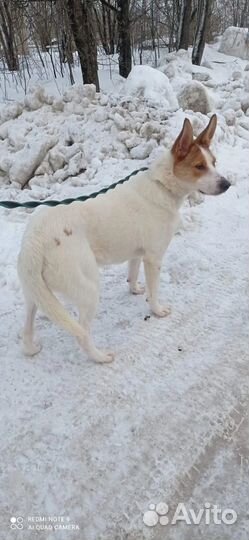 Отдам собаку в добрые руки