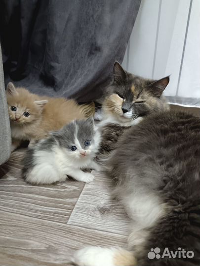 Котята в добрые руки