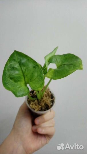 Сингониум т24, т25 и есть нью герия лайма вар