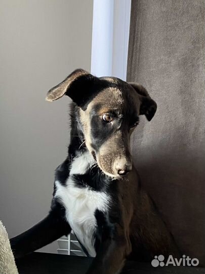 Ищет дом девочка красавица