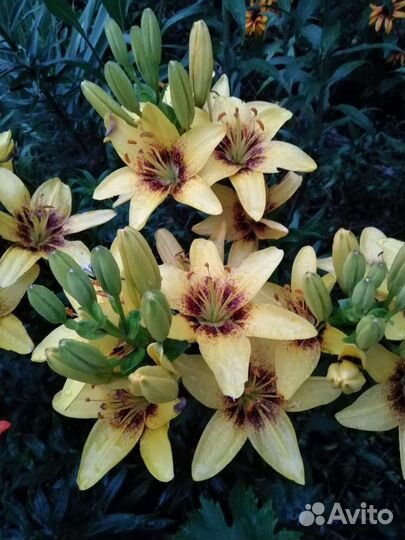 Садовые растения