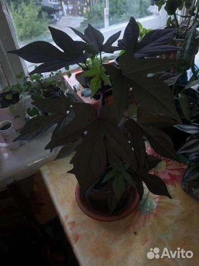 Бегония, каланхоэ, традесканция