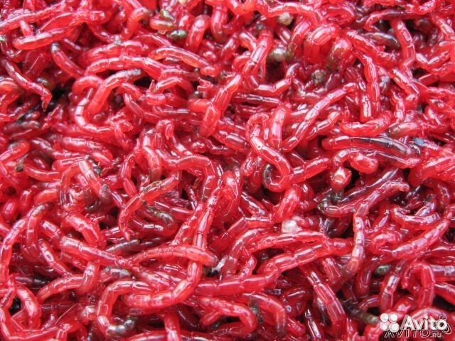 Мотыль Насадочный крупный(урал)