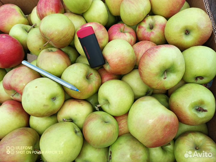Яблоки