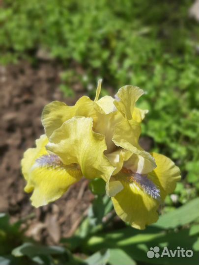 Ирисы бордюрные