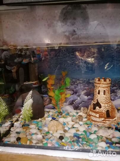 Аквариум с рыбками и всем что там есть, 70 литров