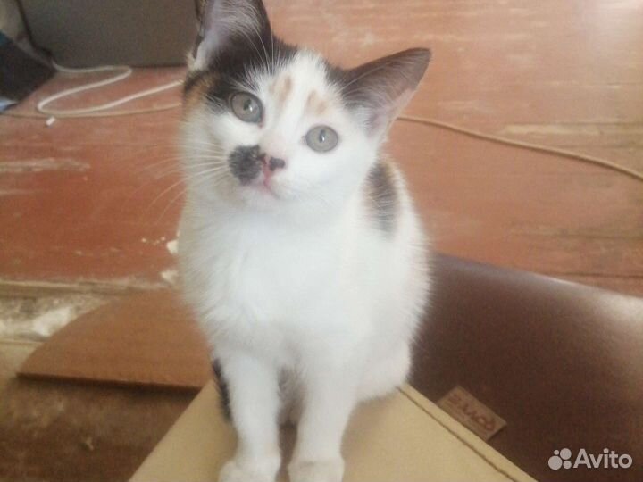 Кошки в добрые руки бесплатно