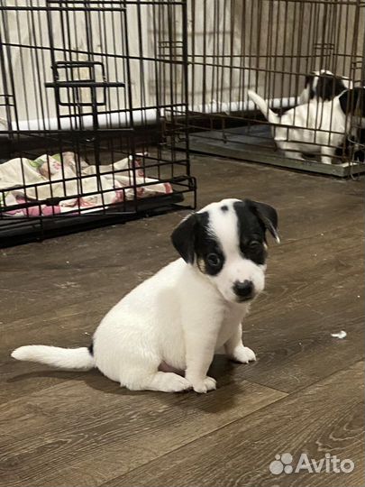 Джек Рассел терьер