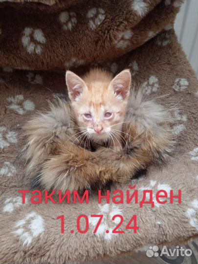 Ищем дом для Персика