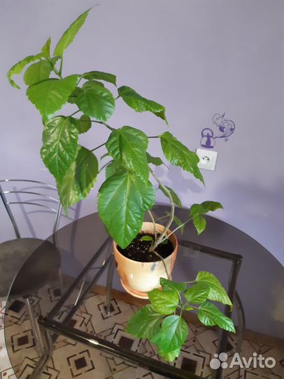 Продам китайскую розу с горшком