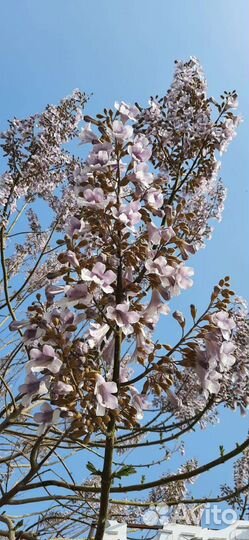 Саженцы павловнии FTE после тех среза