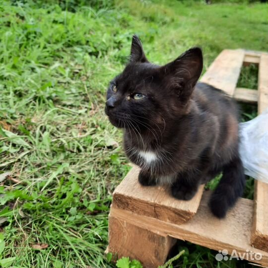 Черная кошка