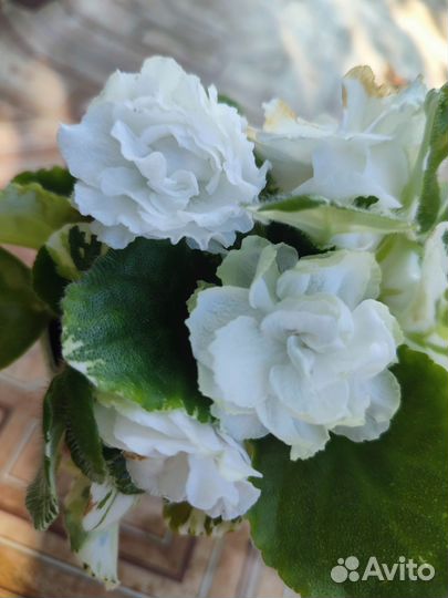 Фиалки сортовые детки