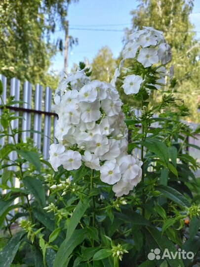 Цветы для сада