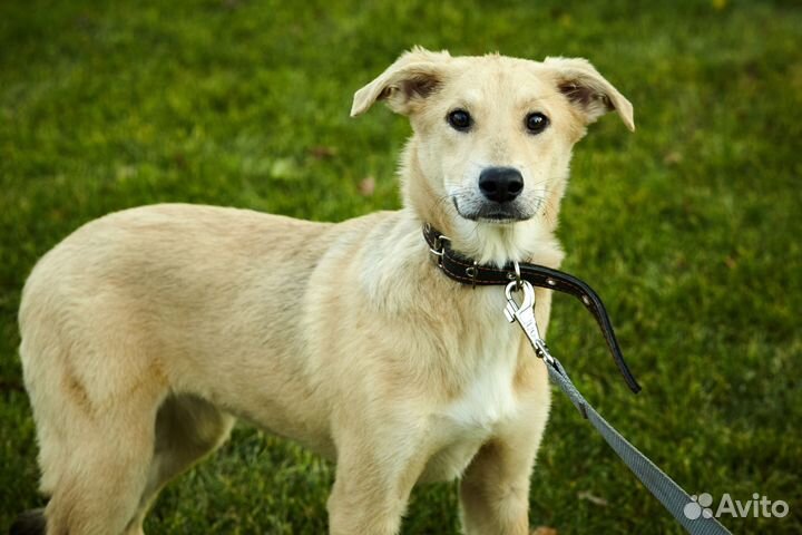 Стефания в дар