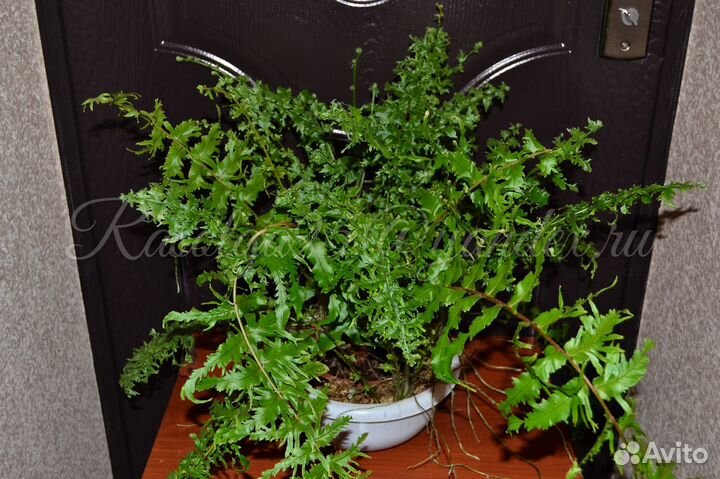 Нефролепис falcata 'Shock Wave' (Philippines)