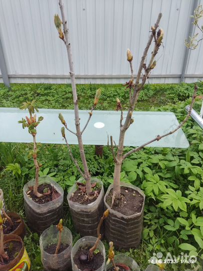 Саженцы каштана конского