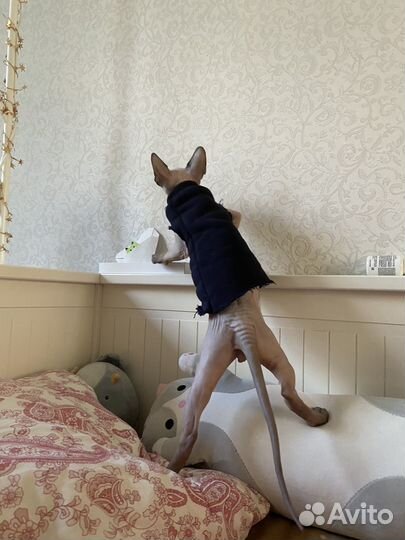 Канадский сфинкс котенок