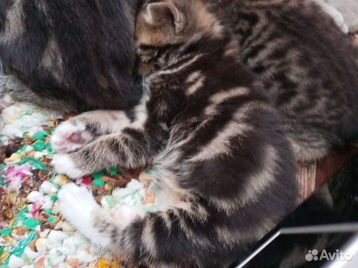 Британские котята