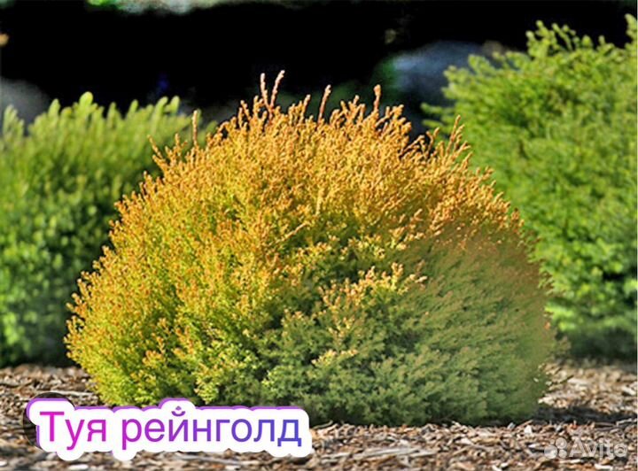 Туя Голден глобе