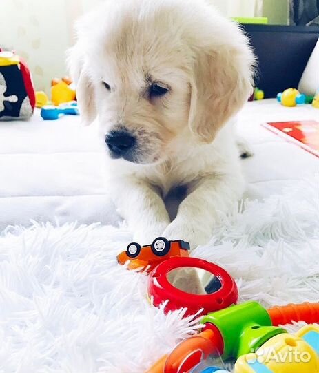 Щенки золотистого ретривера